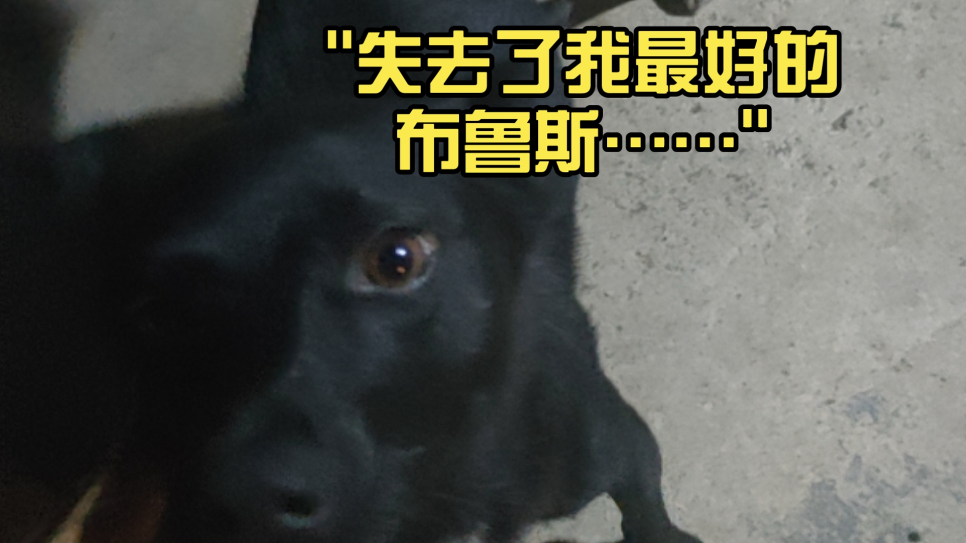 失去了我最好的布鲁斯……