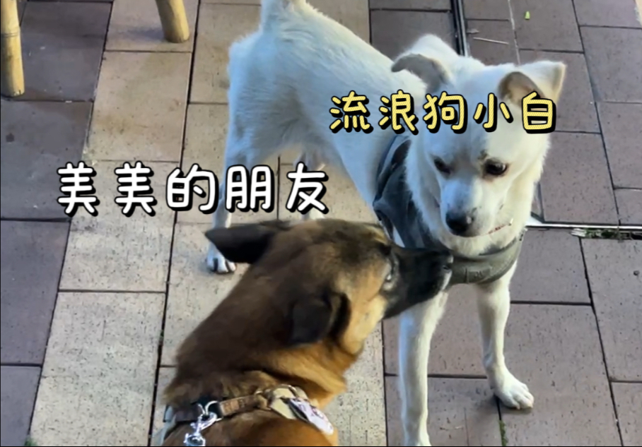 烧烤店倒闭了，可它又要继续流浪