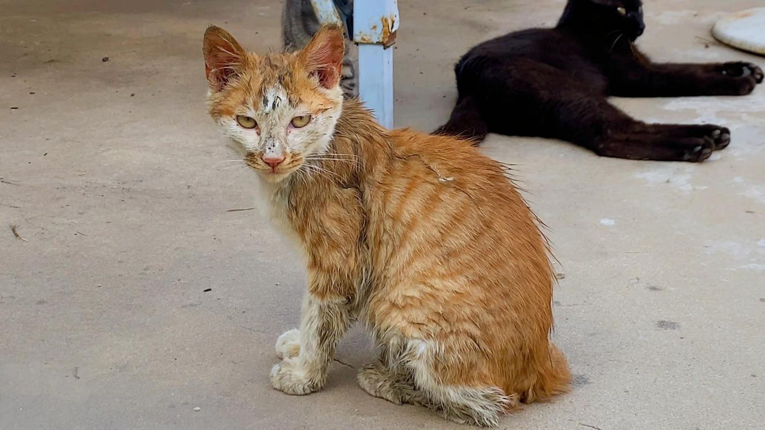 这猫掉粪坑了，不能要了