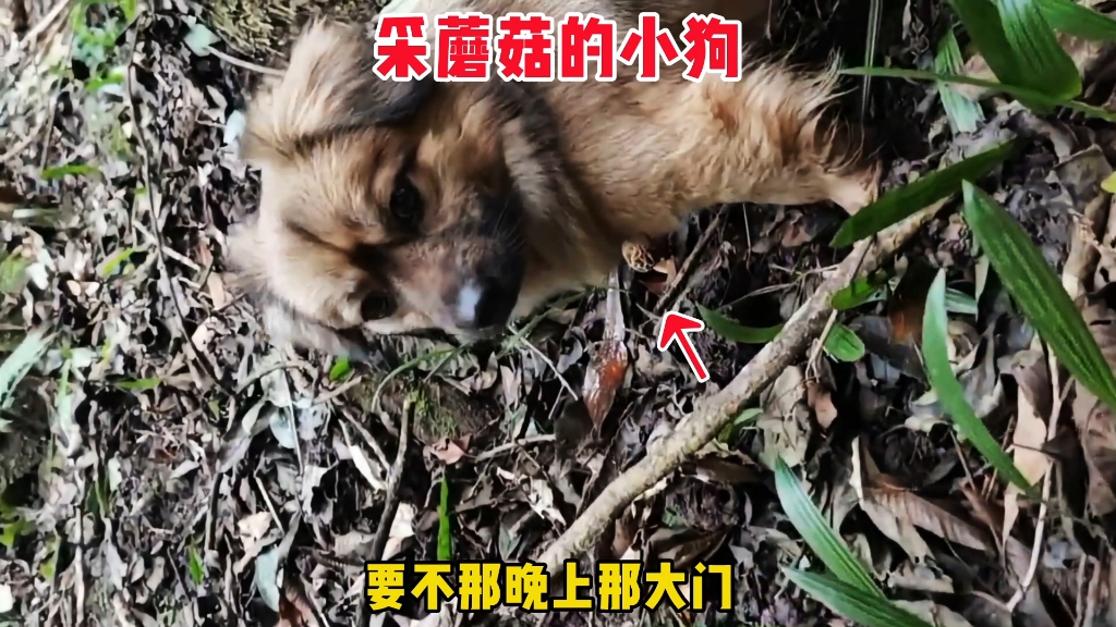 狗找羊肚菌比人厉害，晚上加个鸡腿