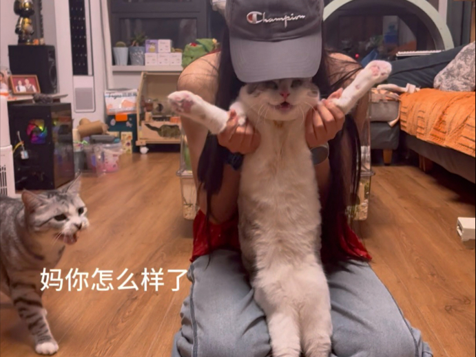 《当石矶妖怪来我家之李东风职业生涯滑铁卢》