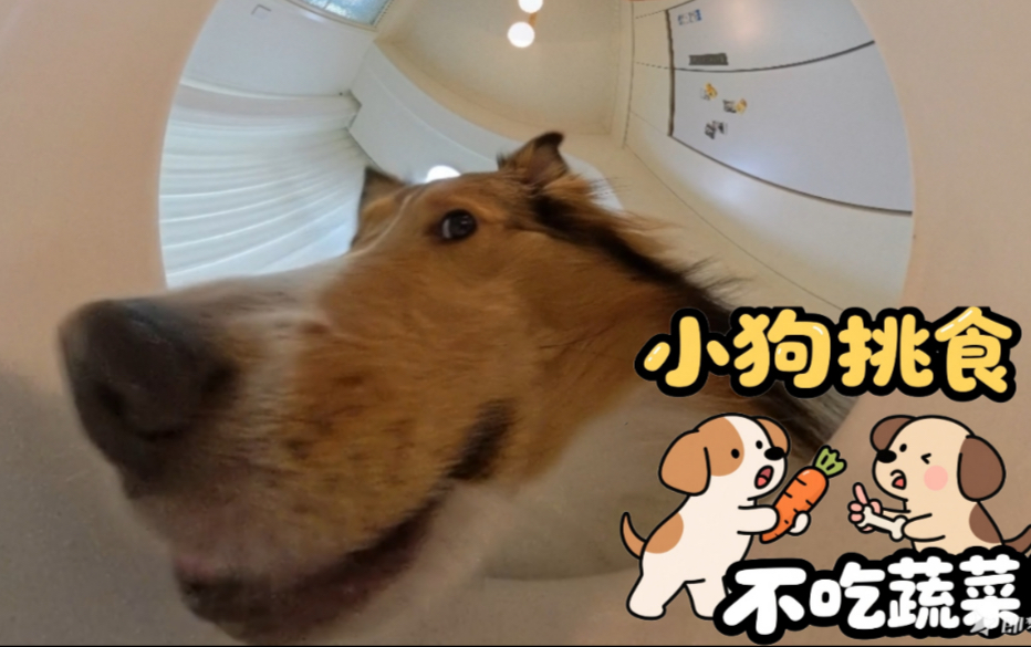 怎么会有这么挑食的小狗，不吃蔬菜！