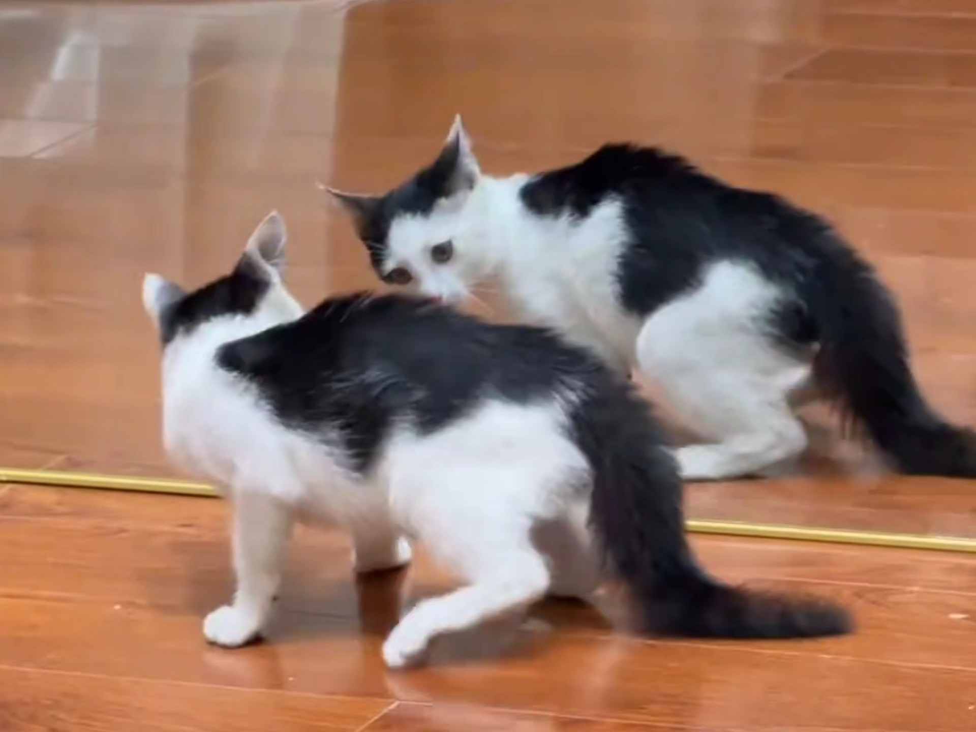 《炸毛哈基米》