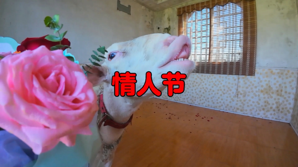 狗不忠，羊不孝。小小情人节可笑可笑