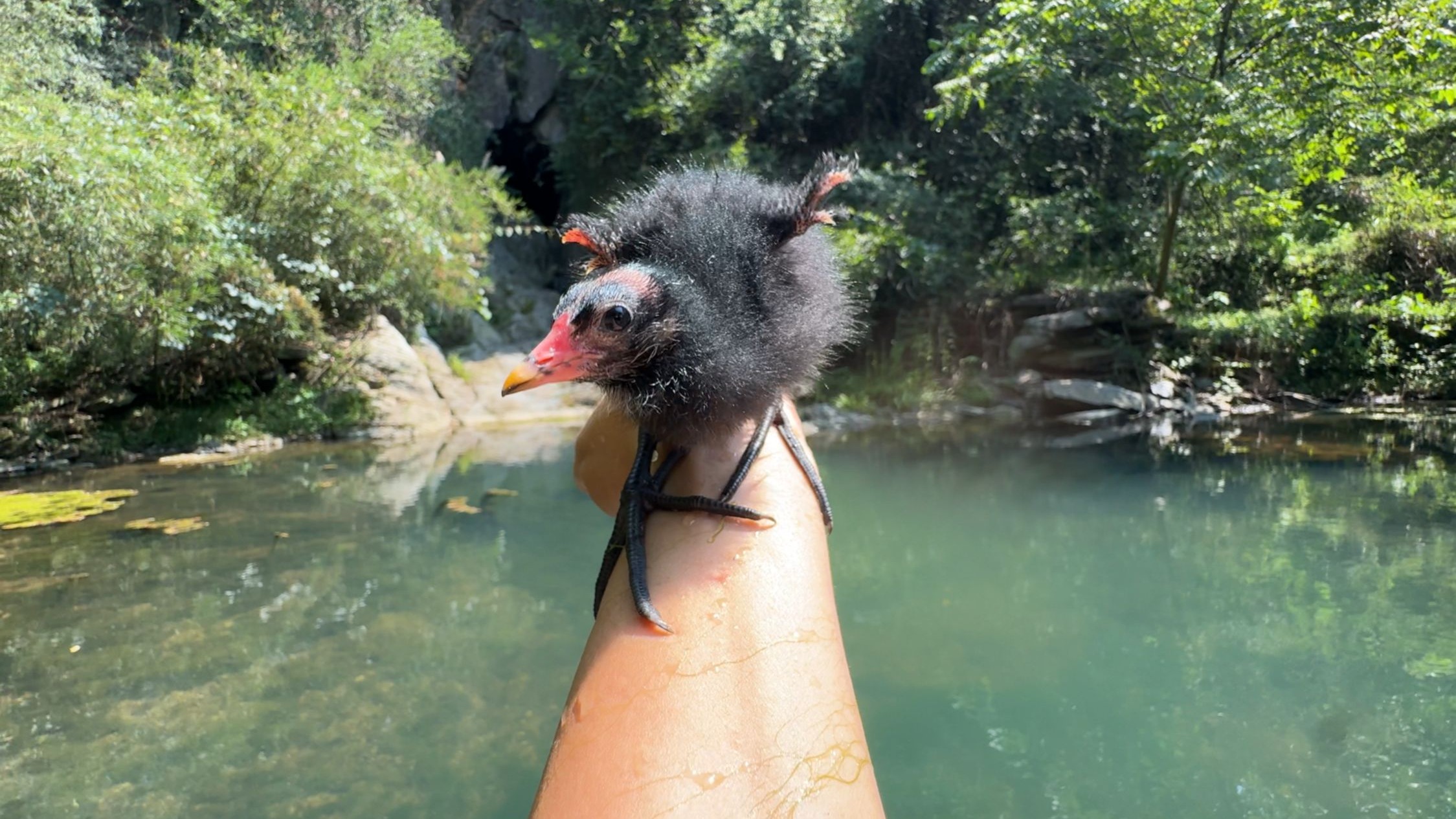 水陆两栖的小家伙，比小狗还乖