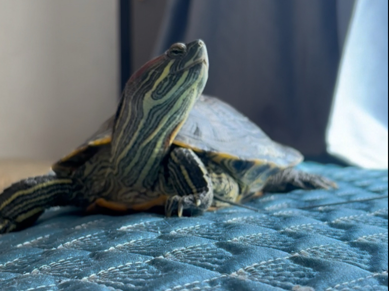 看风景思考龟生