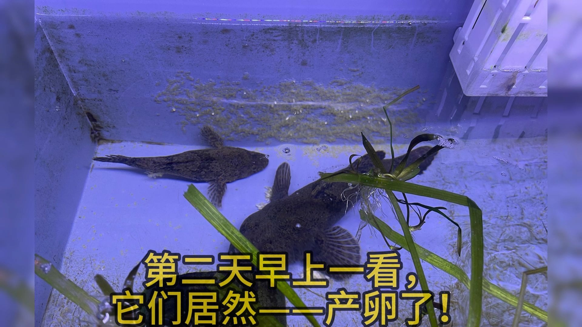 全网唯一沙塘鳢繁殖大型纪录片