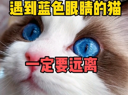 遇到蓝色眼睛的猫