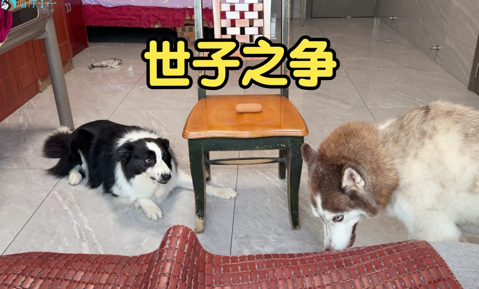 你敢信？边牧遭到打压，二哈成为家中头狗！