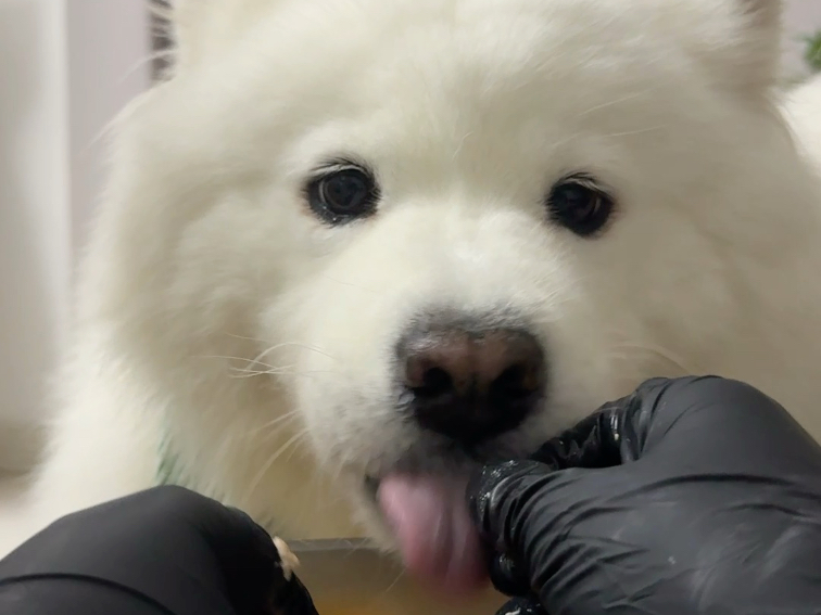 今天的晚餐是：南瓜三文鱼鸡胸肉黄芪麦冬薏米