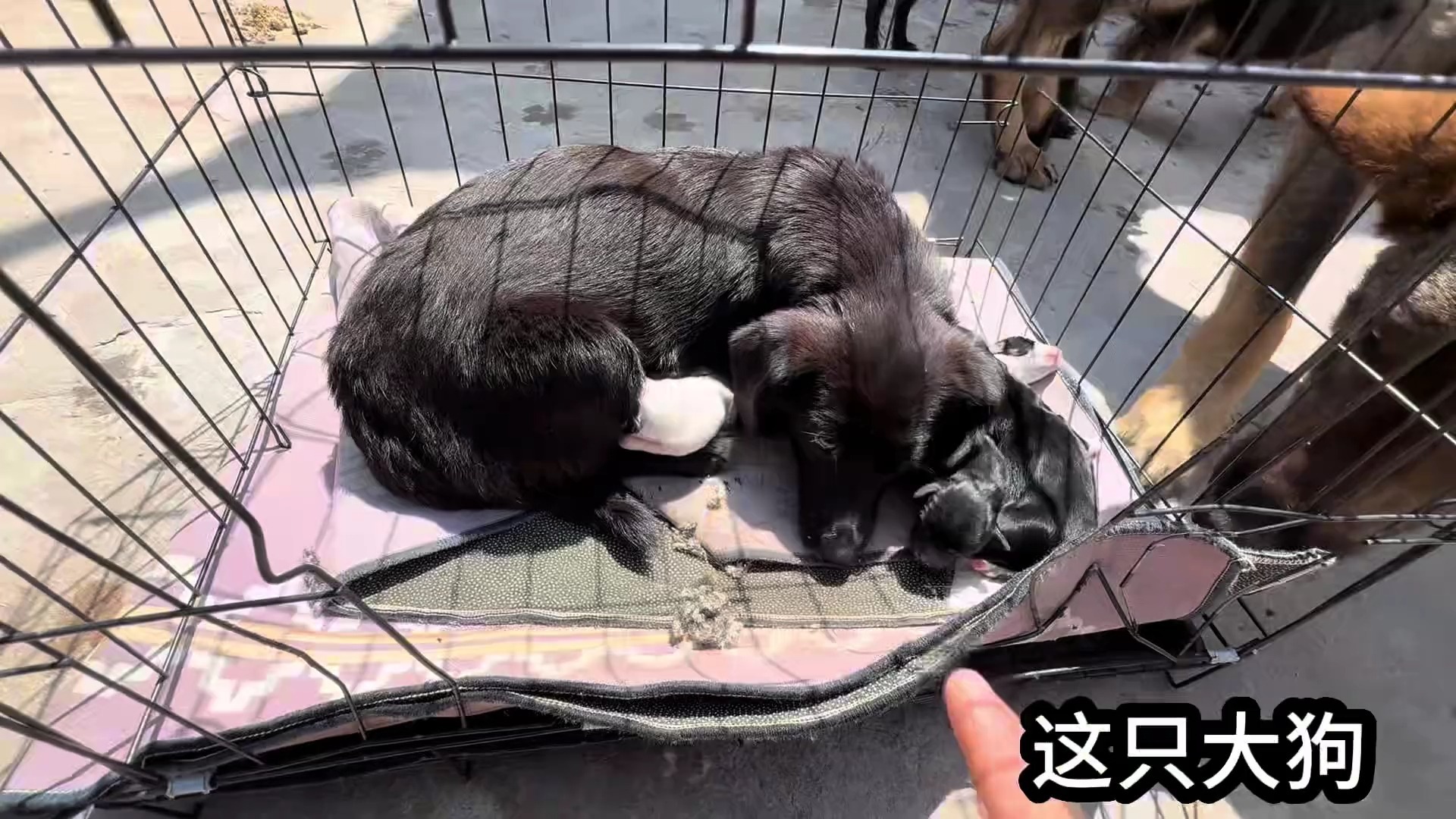 捡的怀孕小狗经过我无微不至的照顾终于生了，给才出生的小狗喂