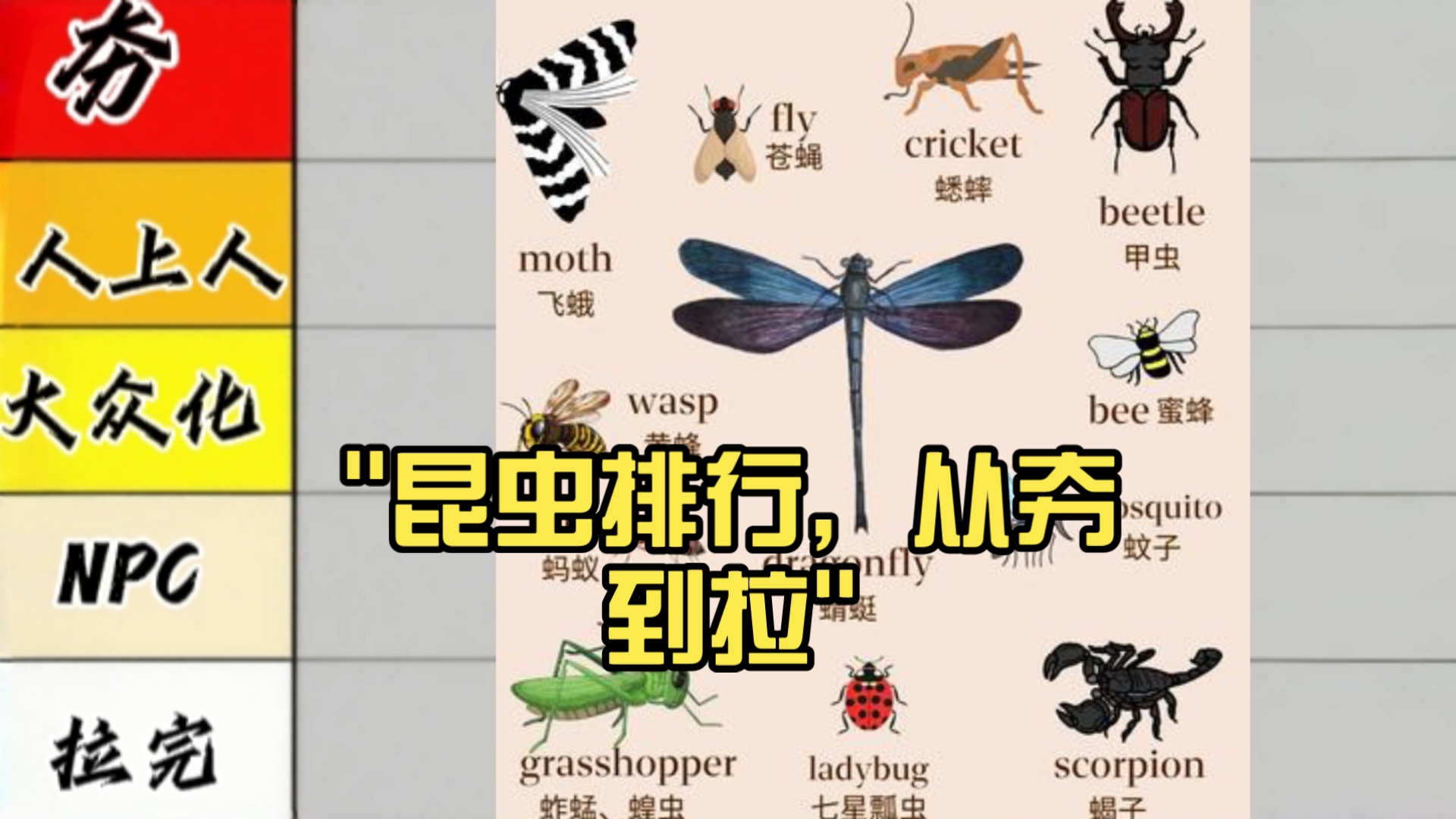 昆虫纲魅力排行，从夯爆到拉完