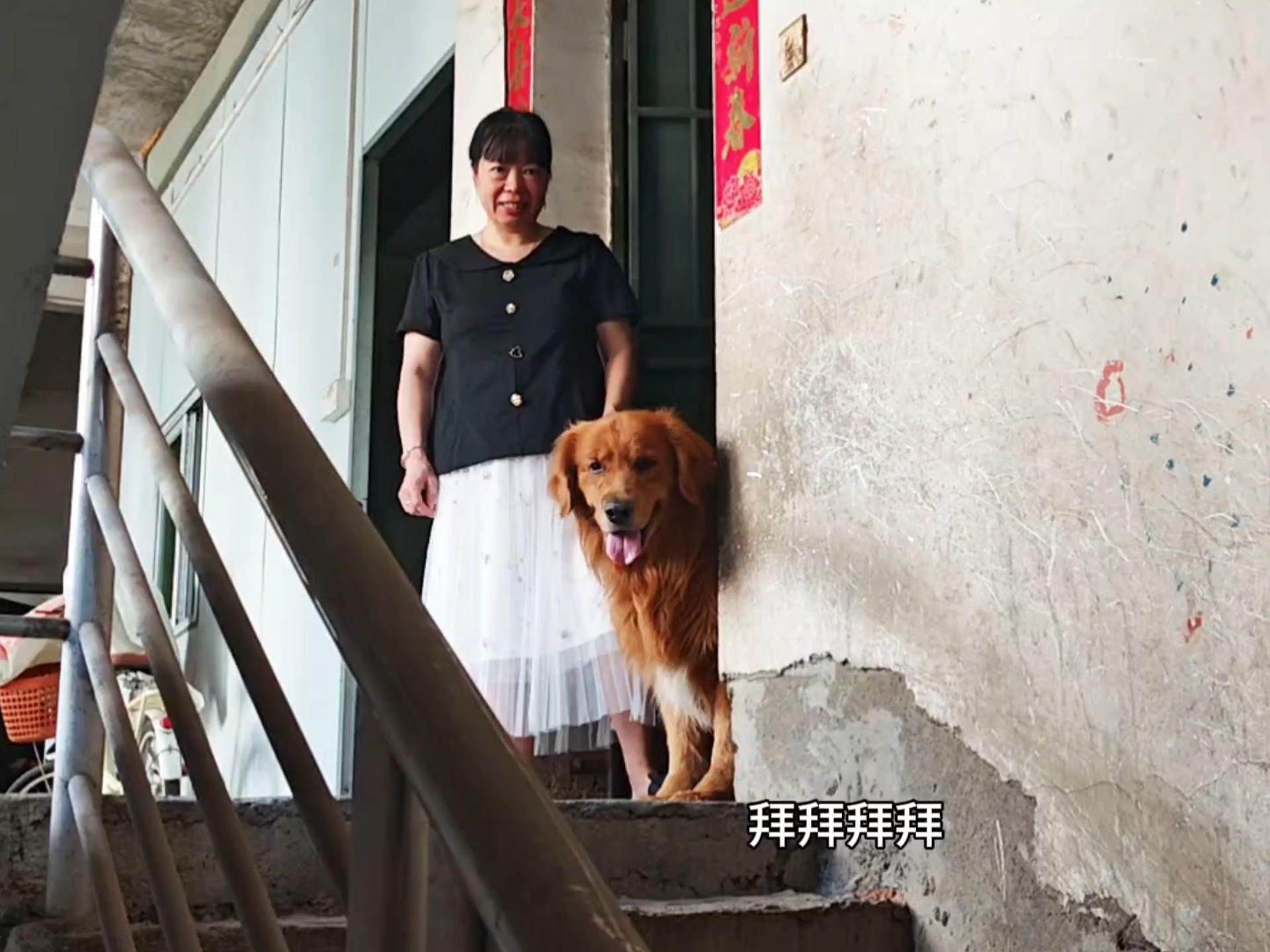 大金毛目送主人出门上班，满眼的不舍！