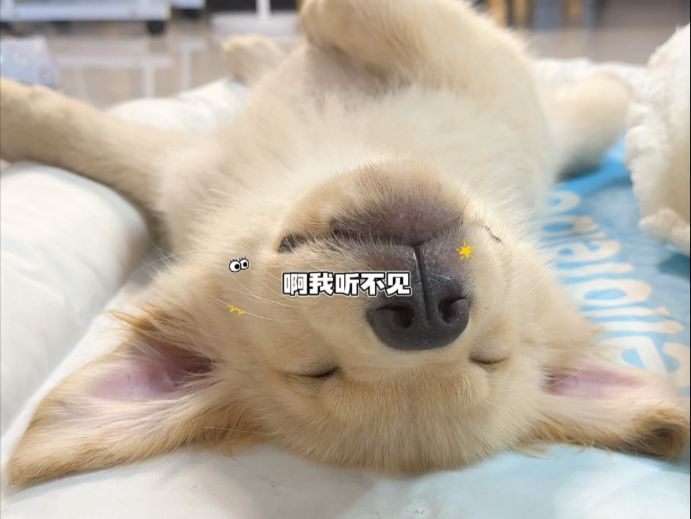 圈圈日常有多皮