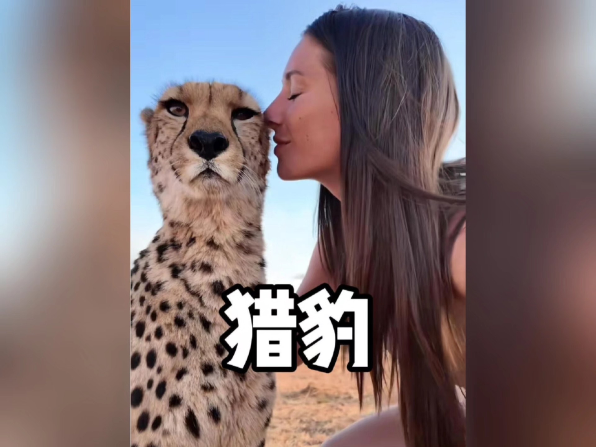 猎豹真的不会攻击人吗？