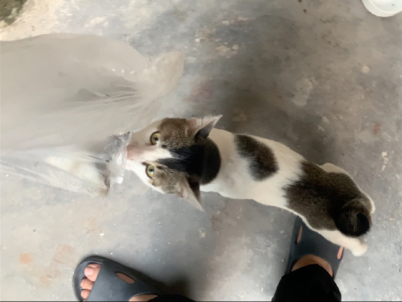 下午哈基野给奶狸带了鱼