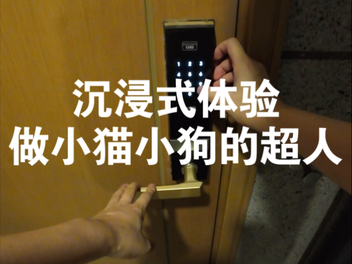 在小猫小狗的眼里，主人是无所不能的超人！