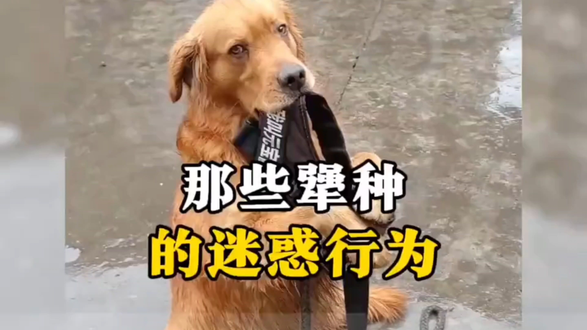 盘点那些犟种狗狗的迷惑行为