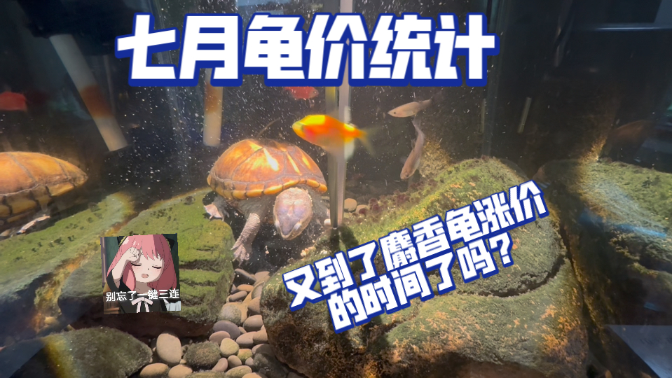 七月龟价统计--又到了麝香龟上涨的季节了吗？