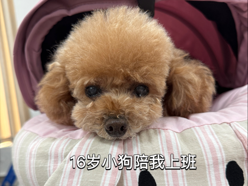 带16岁小狗一起上班 不是她离不开我，而是我离不开她