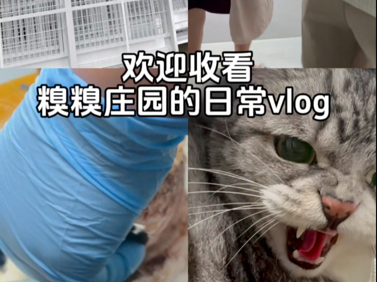 糗糗庄园救助日常vlog