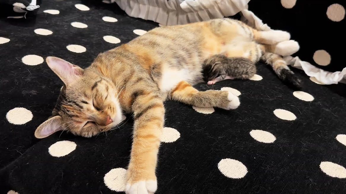 我家猫从外面偷了一只小猫并将其当作自己的猫咪抚养！