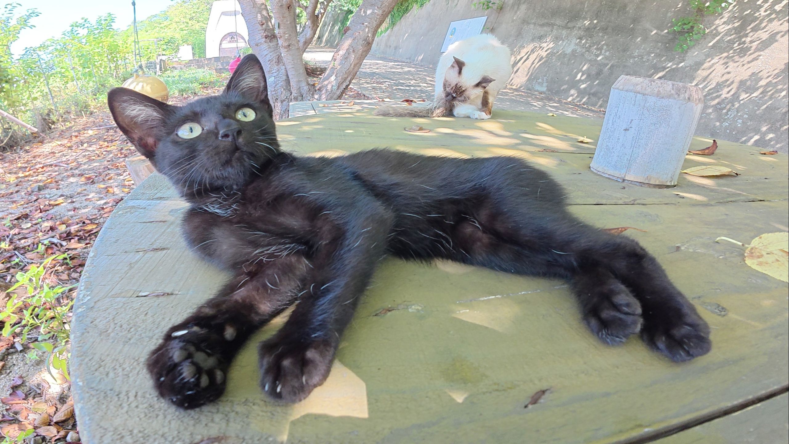 一只黑色小猫在老猫中间快乐地玩耍