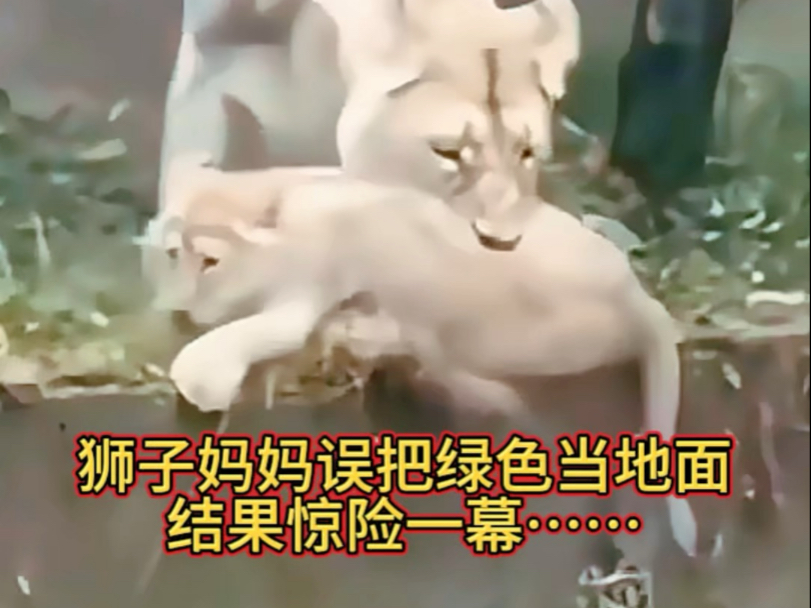狮子妈妈误把绿色当地面，结果惊险一幕