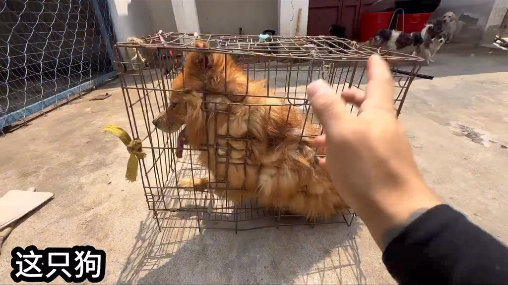 大型记录片《真 ·狗中霸王》 整治恶犬