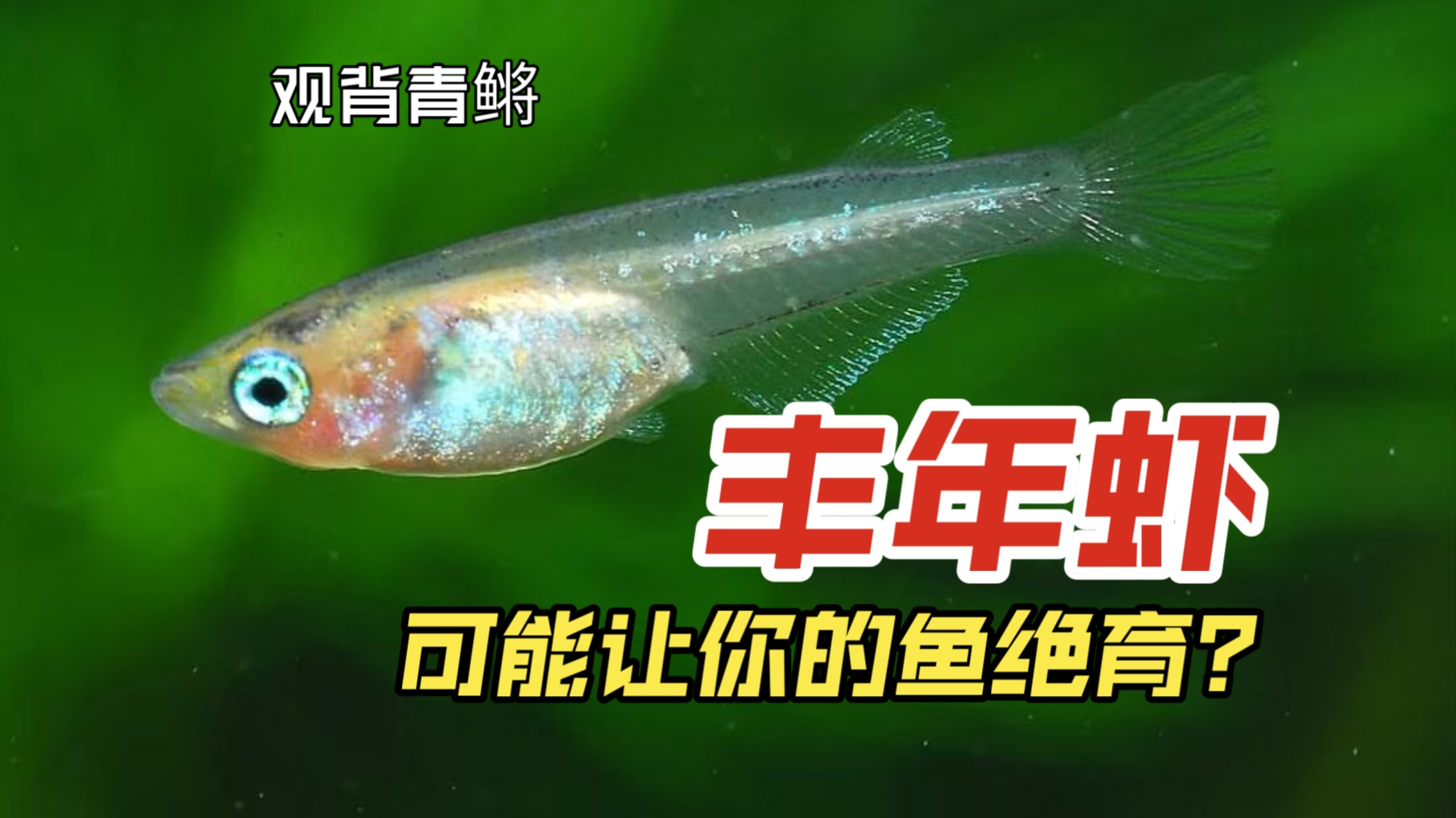 【观背青鳉】注意避免！青鳉不产卵的原因