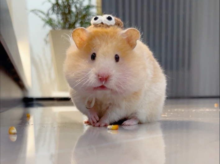 猪咪行动轨迹揭秘