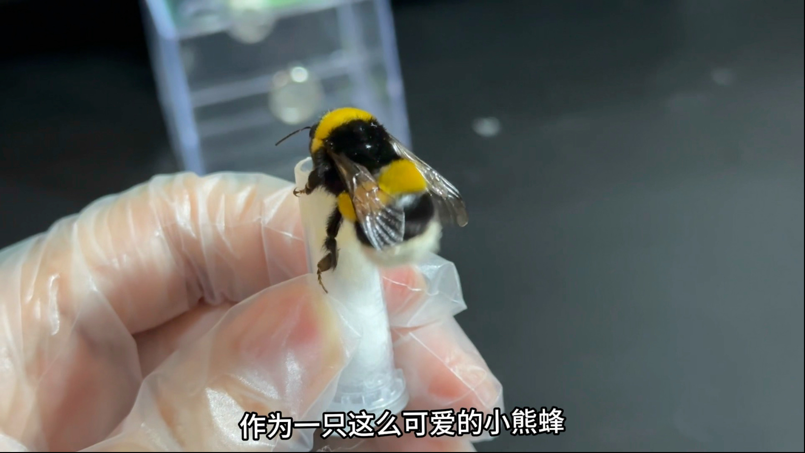 现实版秘密花园来啦！