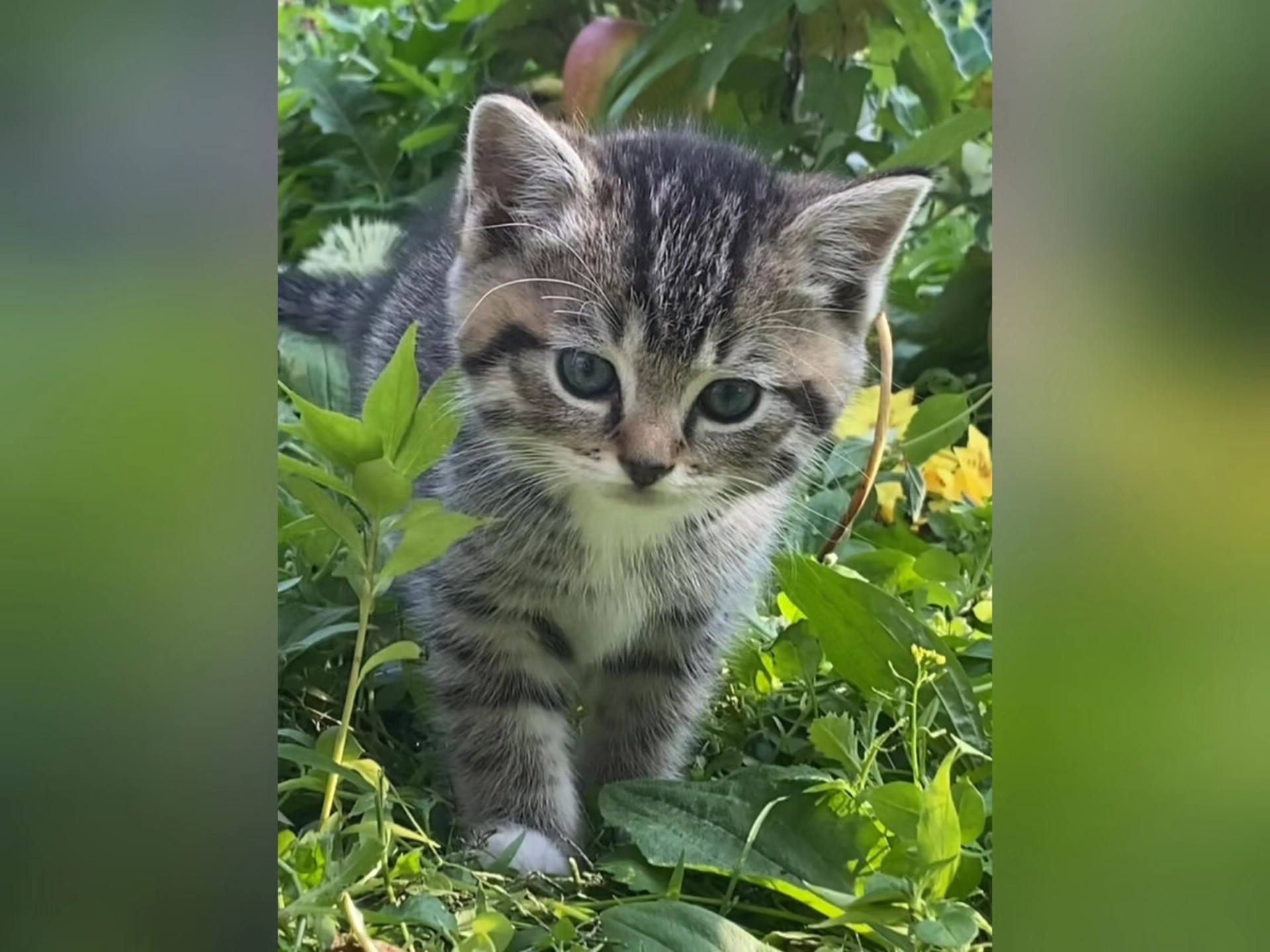 为什么狸花猫养不熟？