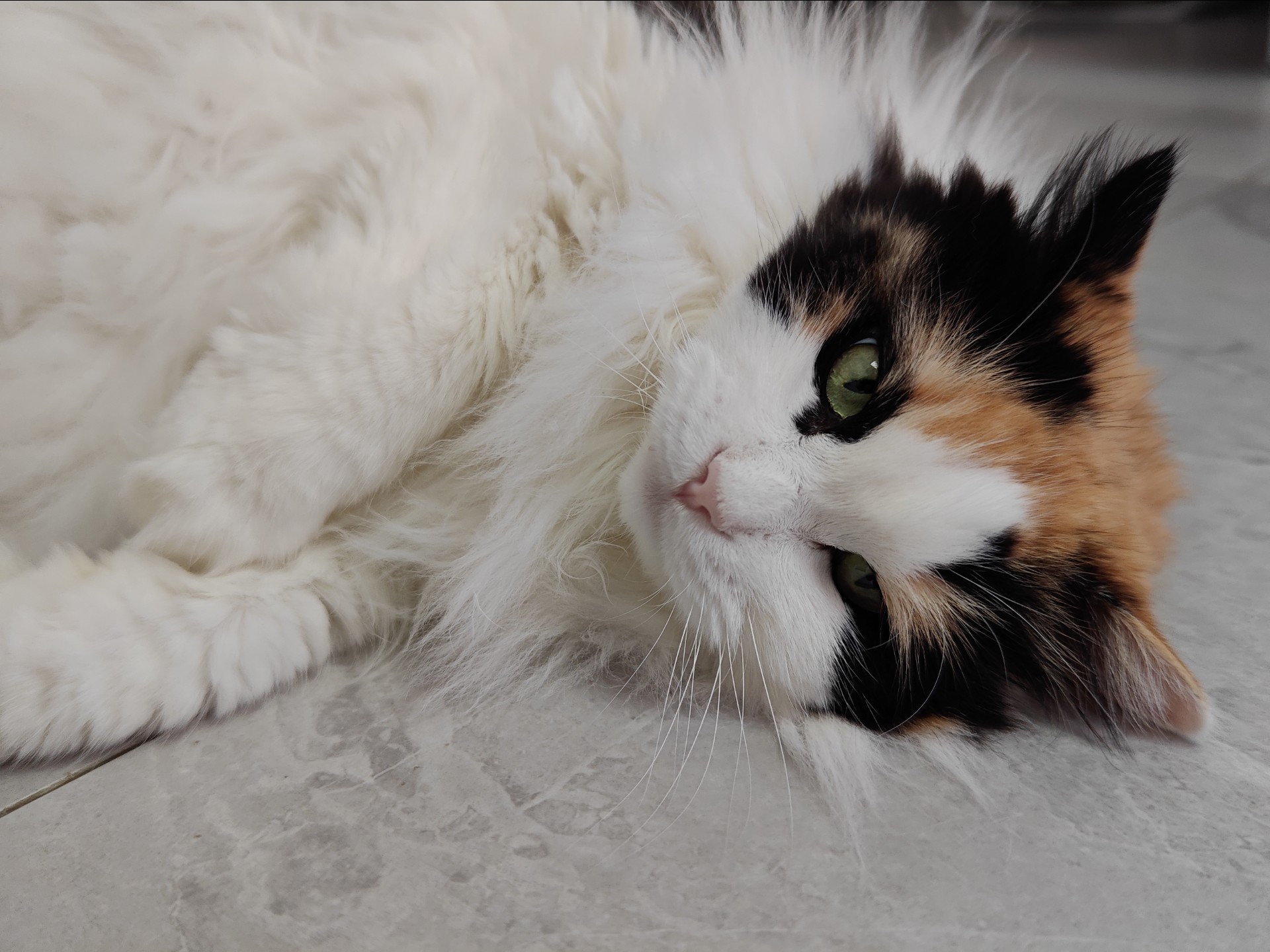 一只肥硕的“孤勇者”的猫猫虫