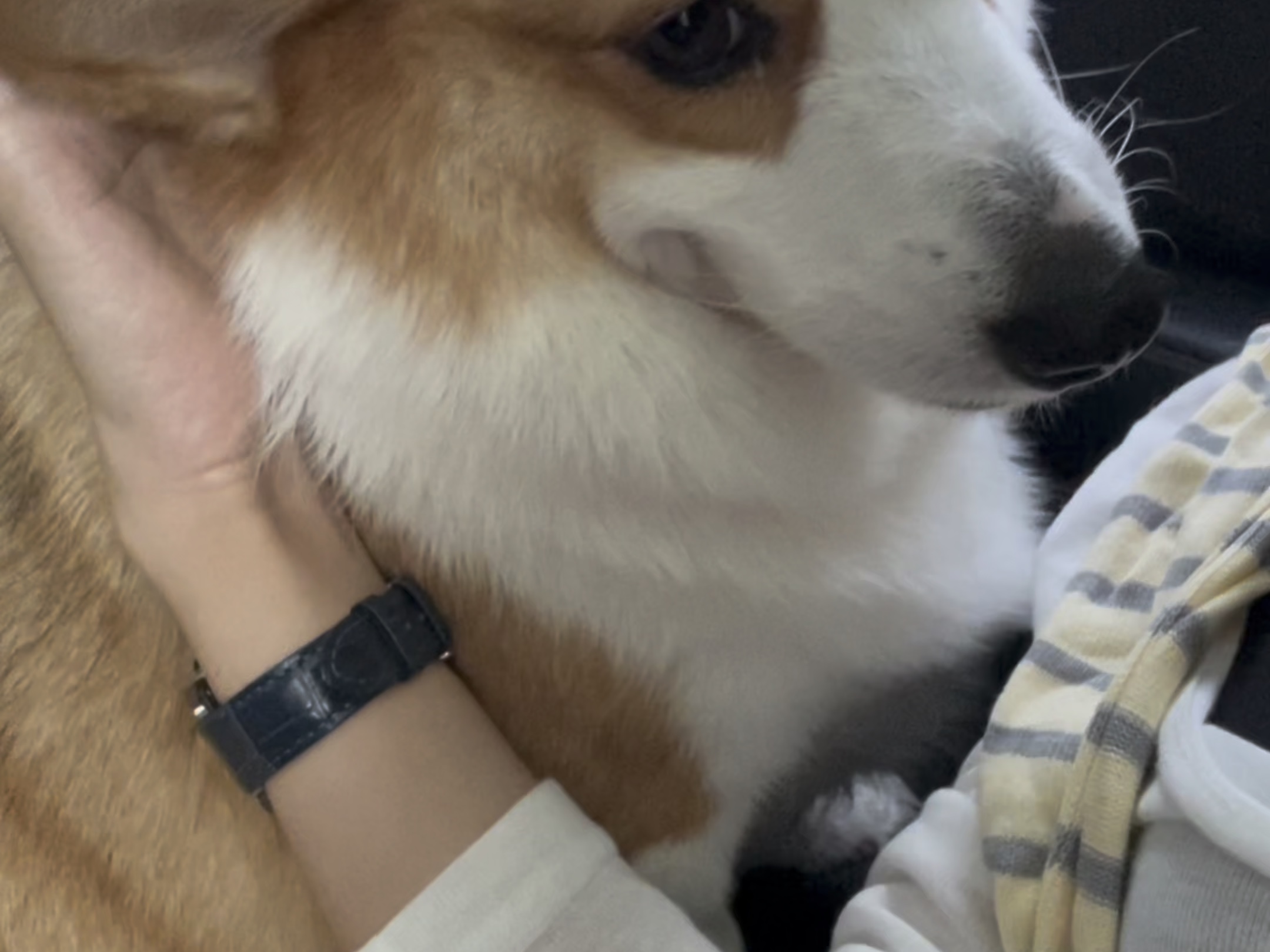我的狗宝宝我来宠我来爱，超有爱的视频哦