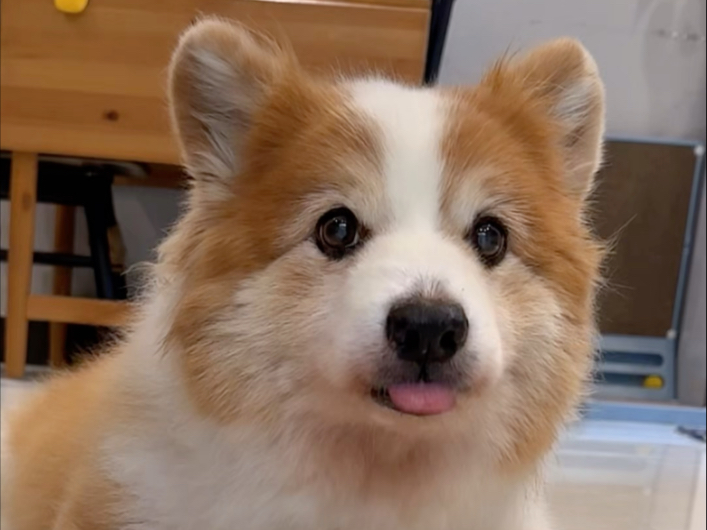 波波：今天我学会了普通话词汇“握手”