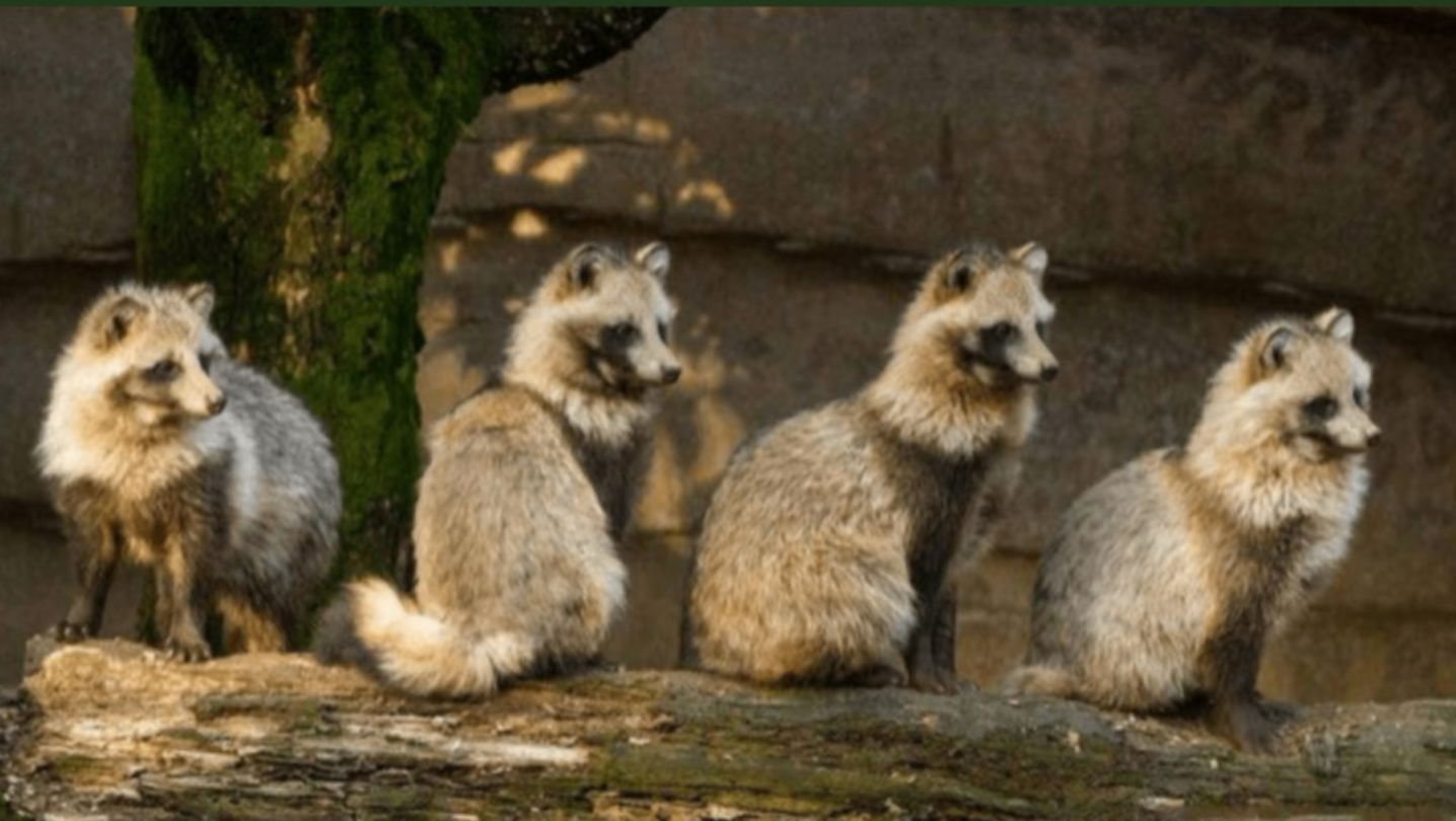 为了院子里流浪猫和小区里的貉斗智斗勇