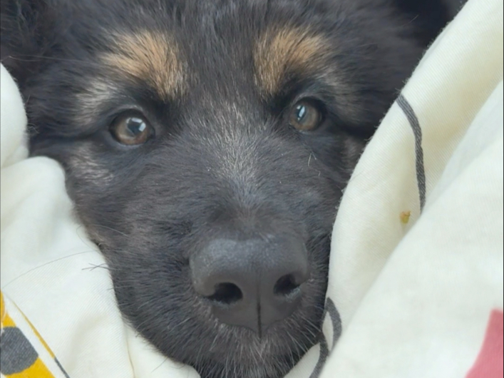 从牧民家带走小蒙古的第二天