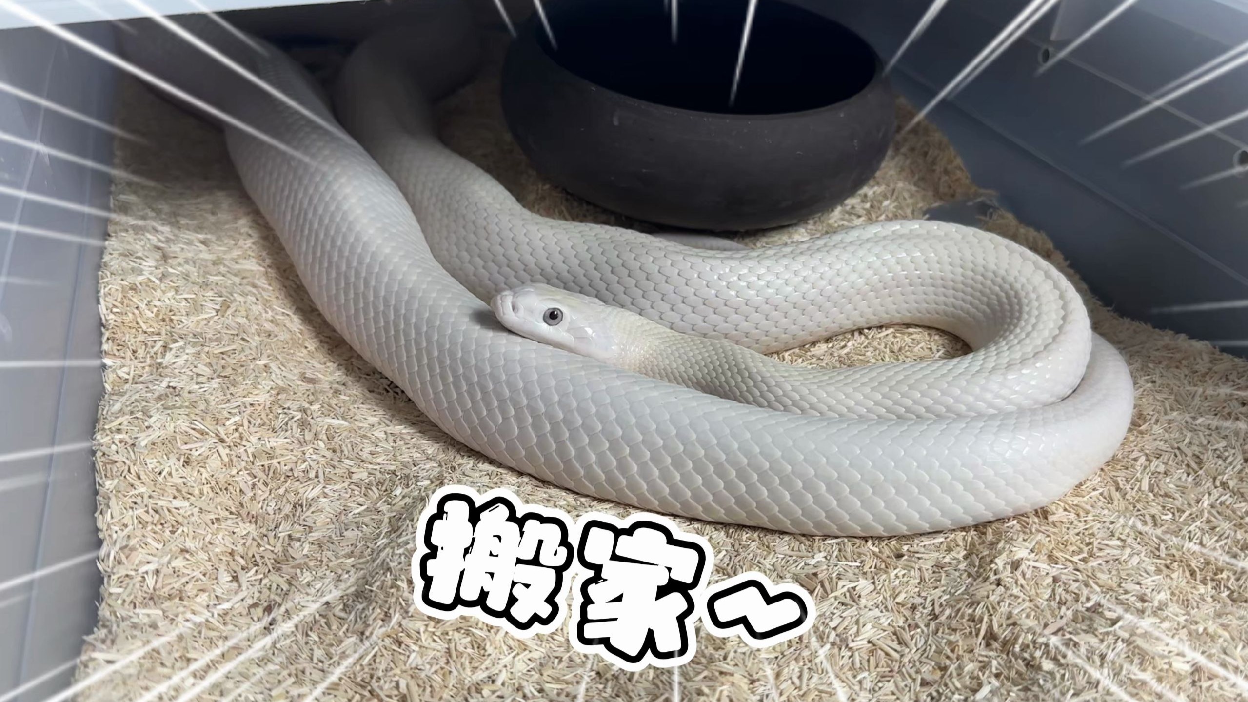 大白蛇又又又要搬家了，再肥下去都没盒子能装她了！