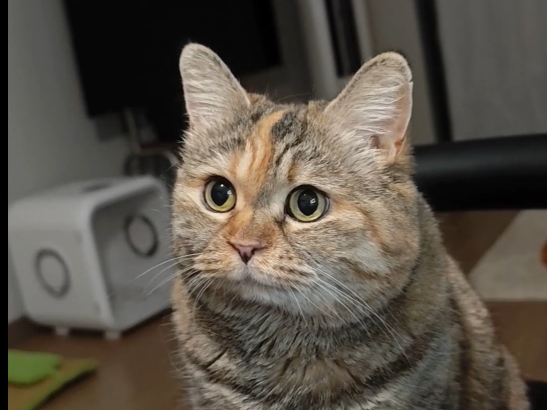 原来这就是馋猫