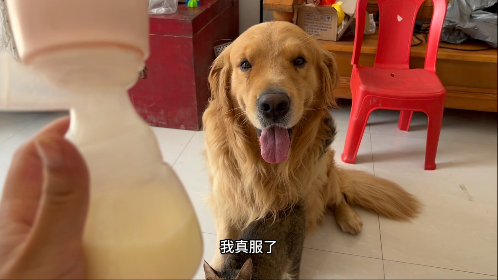 听到吸奶器声音就赶紧去找他的盆