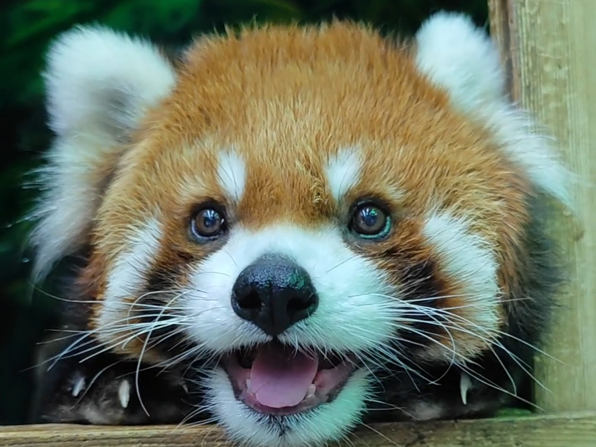 大佬甜到心里去了