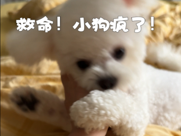 七夕拒绝了嘟嘟女神狗约会邀请的下场！