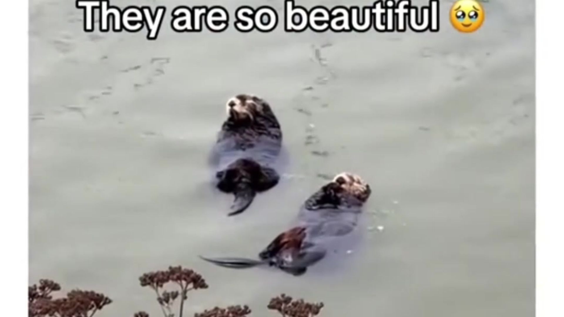 海獭求助人救它的女朋友，并赠石头回报救命之恩！