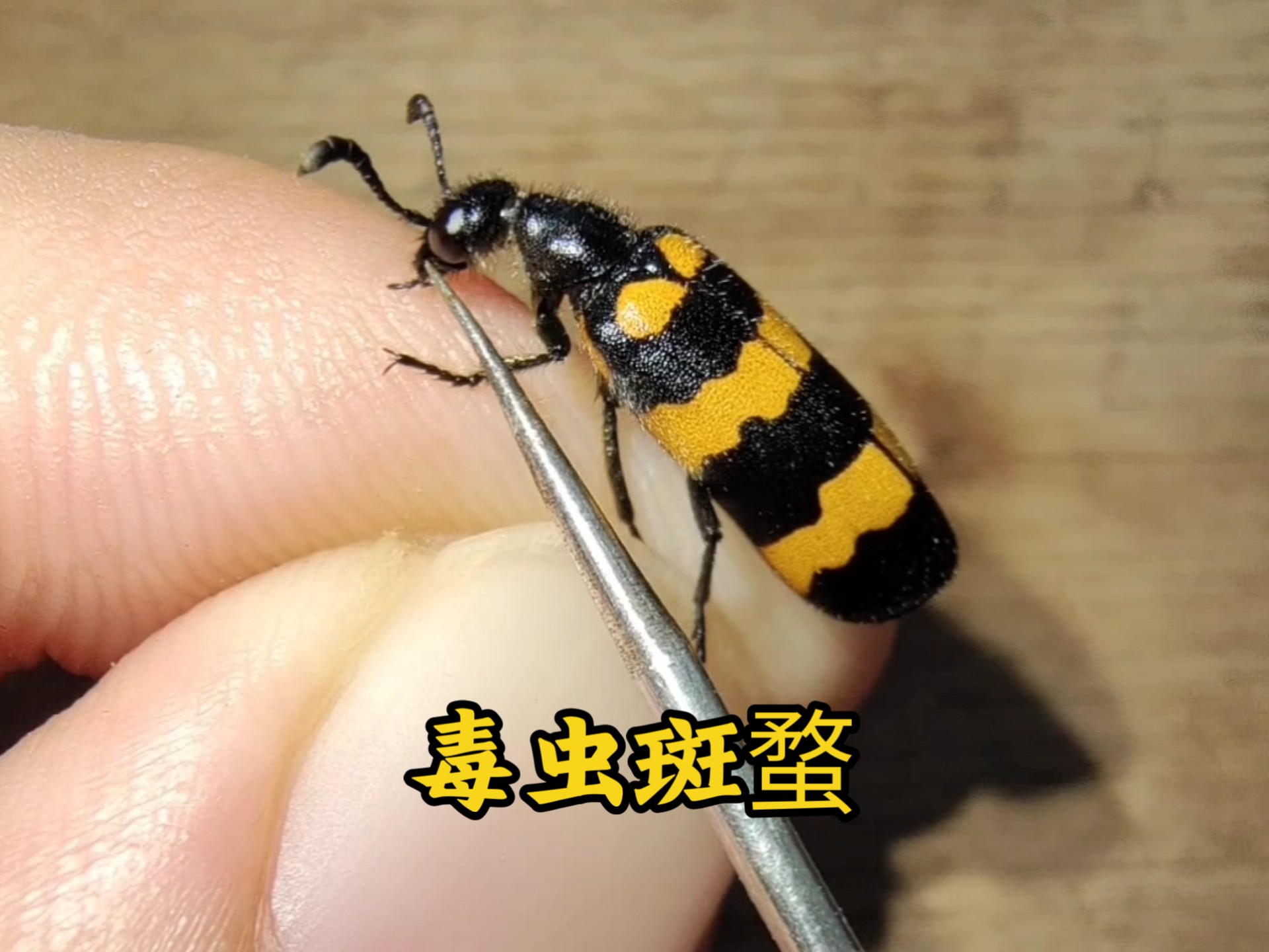 看毒虫斑蝥是如何放毒的
