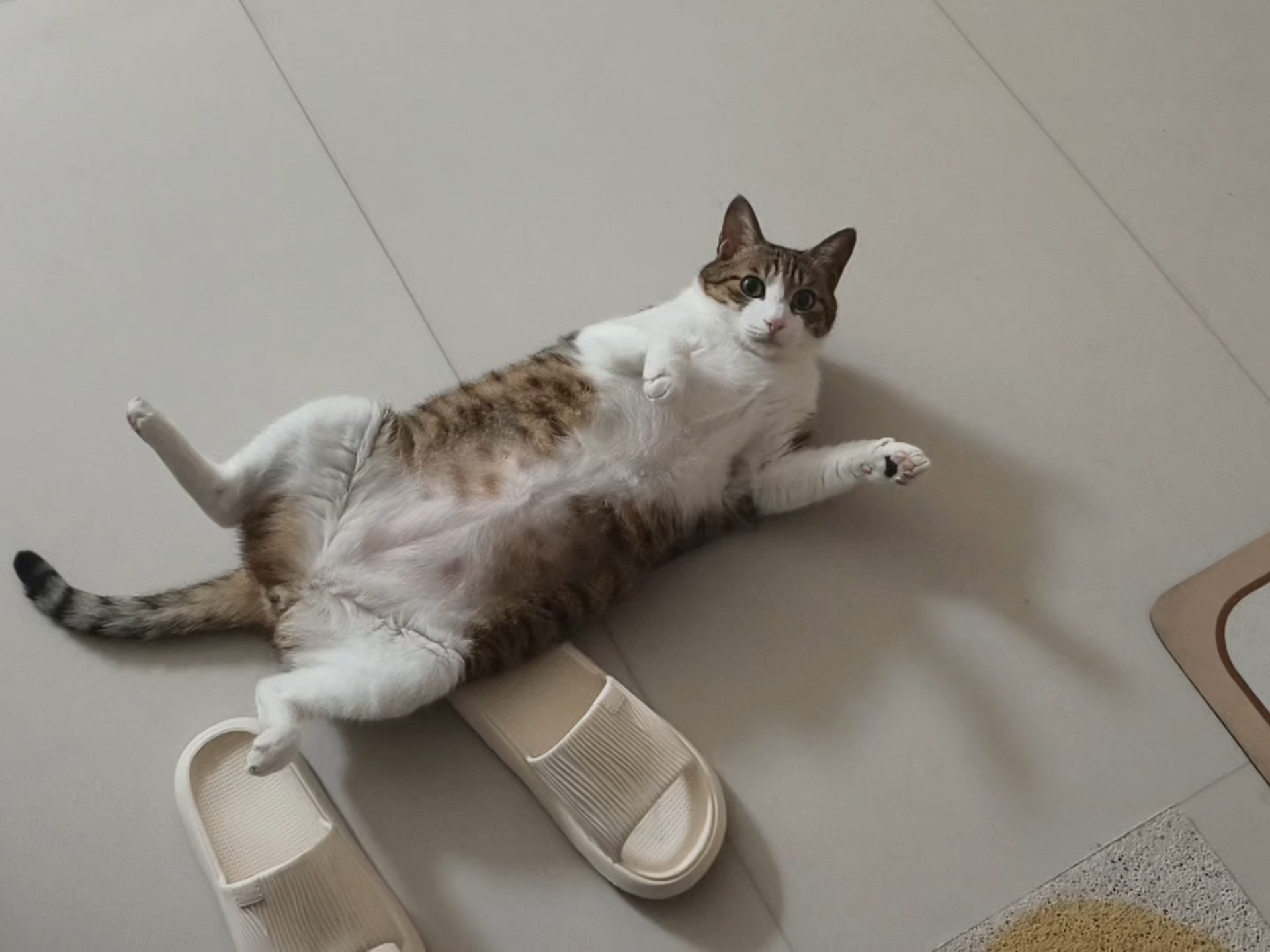 四脚朝天迎接人也太可爱啦啦啦