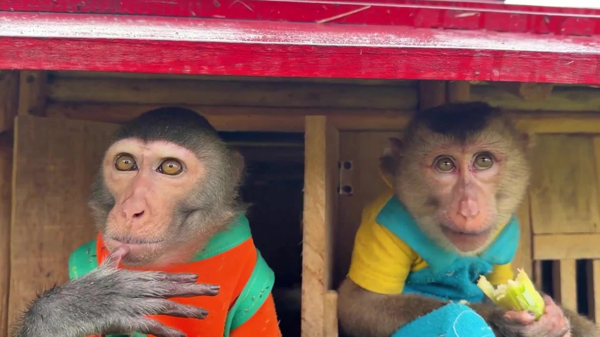 小鸭子们饿了，猴哥猴弟摘去摘黑豆喂鸭子