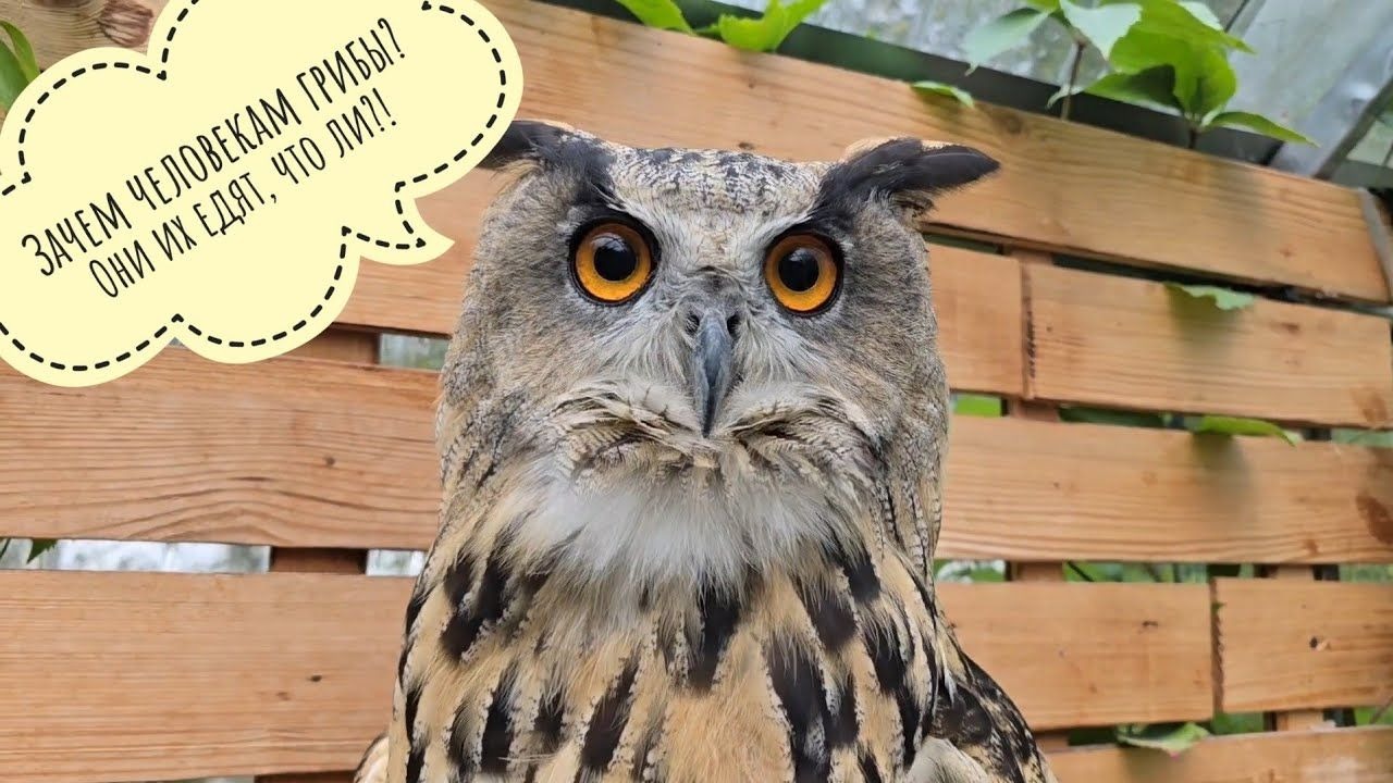 本集咕唔咕含量难以计数