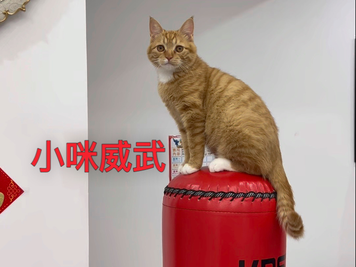 威武的小猫咪