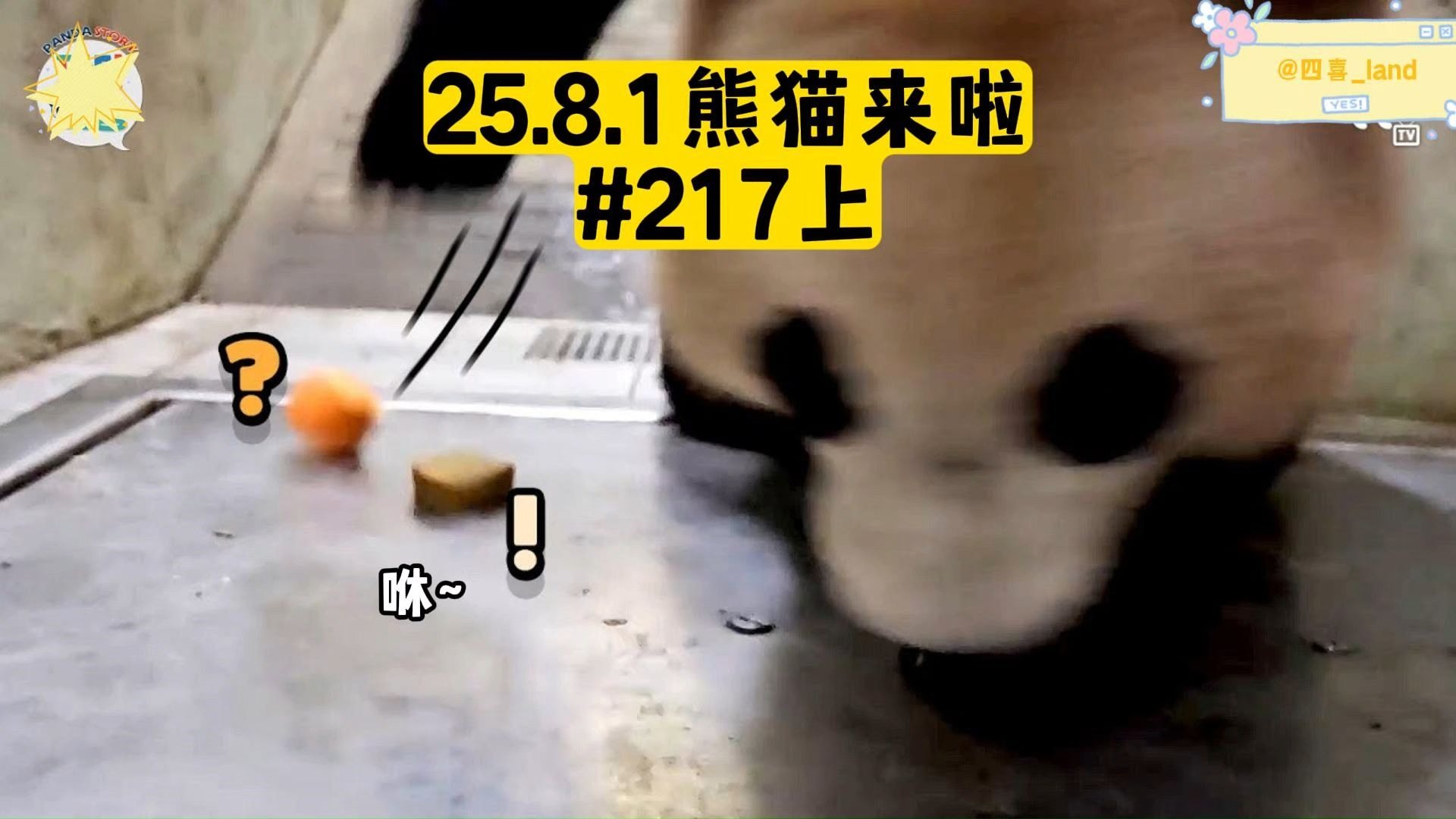 【中字】25.8.1熊猫来啦ep217上丨辉宝讨厌窝头，胡萝卜也受牵